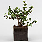 Jade Plant In Glass Vase With V-Day Tag & Wish Tree