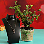 Jade Plant In Plastic Pot & Jewellery Set