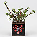 Jade Plant In Sticker Vase & Jewellery Set