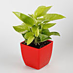 Money Plant In Red Plastic Pot With V-Day Tag