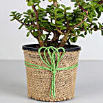 Jade Plant In Plastic Pot and Greeting Card