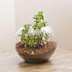 Jade Plant In Round Glass Vase With V Day Tag and Five Star