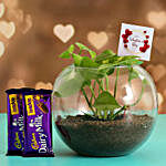 Money Plant In Glass Vase With V Day Tag and Cadbury Crackle
