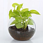 Money Plant In Glass Vase With V Day Tag and Greeting Card