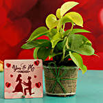 Money Plant In Plastic Pot and Printed Table Top