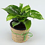 Money Plant In Plastic Pot and Printed Table Top