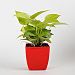 Money Plant In Plastic Pot With Greeting Card and V Day Tag