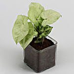 Syngonium Plant In Glass Vase With Jewellery Set and V Day Tag