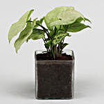 Syngonium Plant In Glass Vase With V Day Tag and Greeting Card