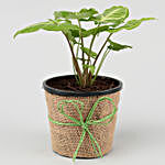 Syngonium Plant In Plastic Pot and Greeting Card