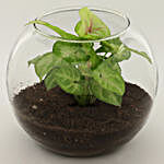Syngonium Plant In Round Glass Vase and Five Star Chocolates