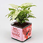 Syngonium Plant In Sticker Vase and Jewellery Set