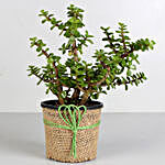 Jade Plant In Brown Jute Wrapped Pot & Red Heart