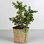 Jade Plant In Brown Jute Wrapped Pot & Red Teddy