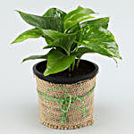 Money Plant In Brown Jute Wrapped Pot & Red Teddy