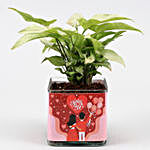 Syngonium Plant In You N Me Vase & Red Heart