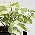 White Pothos Plant In Love You Vase & Red Heart