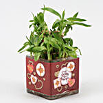 Bamboo Plant In Lucky To Have You Vase & Red Heart