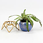 Crypthensus Plant In Pretty Blue Pot & Pretty Necklace Set