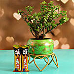 Jade Plant In Green Glittery Pot & 5 Star Chocolates