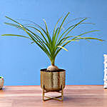 Nolina Palm Plant In Beautiful Brass Pot