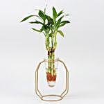 One Layer Bamboo Plant In Clear Cone Yellow Stand