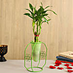 One Layer Bamboo Plant In Green Cone Flowery Stand