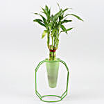 One Layer Bamboo Plant In Green Cone Flowery Stand
