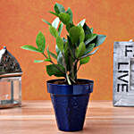 Zamia Plant In Pretty Blue Metal Pot