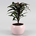 Baby Cordyline Plant In Pretty Pink Metal Pot