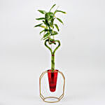 Bamboo Heart Stick Plant In Red Cone Golden Stand