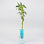 Bamboo Heart Stick Plant In Sky Blue Cone With Stand