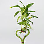 Bamboo Heart Stick Plant In Sky Blue Cone With Stand