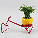Chamdaorea Plant In Yellow Pot On Red Heart Rickshaw
