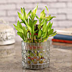 2 Layer Bamboo In Frosted Glass Mosaic Pot