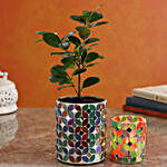 Ficus Compacta Plant In Patterned Mirror Vase And Votive