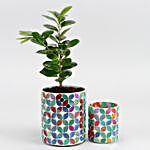 Ficus Compacta Plant In Patterned Mirror Vase And Votive