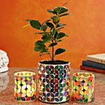 Ficus Compacta Plant In Patterned Mirror Vase And Votive Set