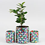 Ficus Compacta Plant In Patterned Mirror Vase And Votive Set