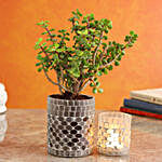 Jade Plant In Glass Mosaic Pot And Frosted Votive