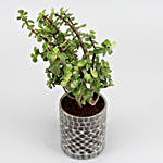 Jade Plant In Glass Mosaic Pot And Frosted Votive