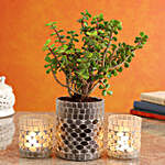 Jade Plant In Glass Mosaic Pot And Frosted Votive Set