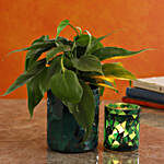 Oxycardium Plant In Leaf Motif Glass Pot And Votive