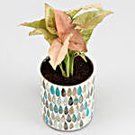 Pink Syngonium Plant In Teardrop Mosaic Vase