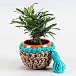 Podocarpus Plant In Elegant Blue Jute Cover Pot