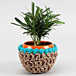 Podocarpus Plant In Elegant Blue Jute Cover Pot