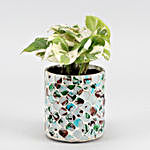 White Pothos Plant In Distressed Tone Mosaic Vase