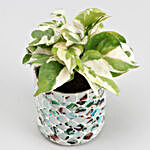 White Pothos Plant In Distressed Tone Mosaic Vase