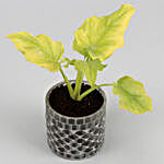 Xanadu Plant In Frosted Glass Mosaic Pot