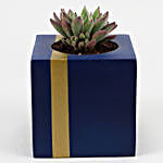 Echeveria Colorata Plant In Blue With Golden Strip Pot